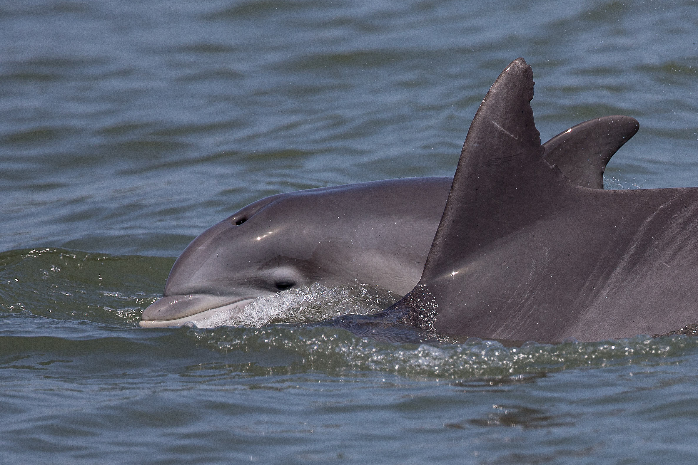Assateague Explorer- Dolphins