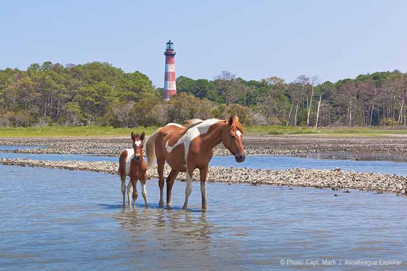Assateague mare and foal standing in front of Assateague Lighthouse