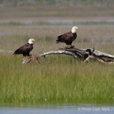 Bald Eagles by Chincoteague & Assateague with Assateague Explorer