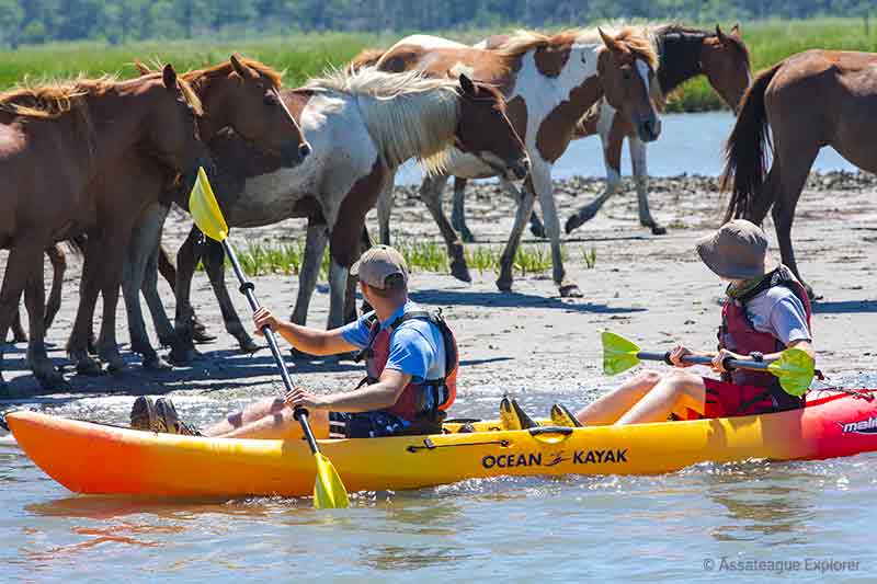 Kayaking along Assateague to see wild ponies