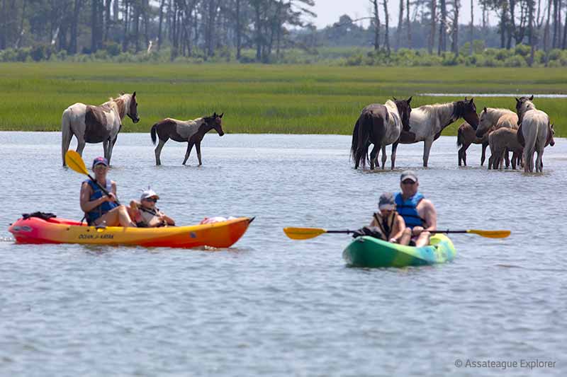 Kayaking with Assateague wild ponies