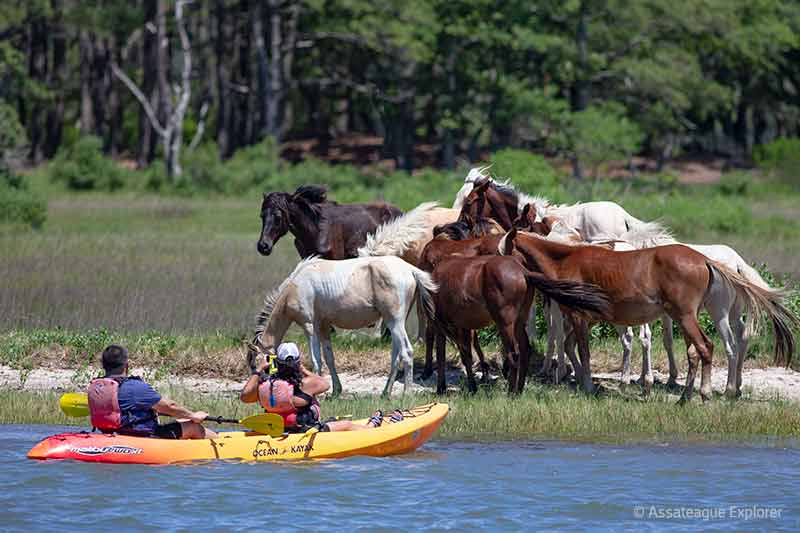 Kayaking along Assateague to see wild ponies