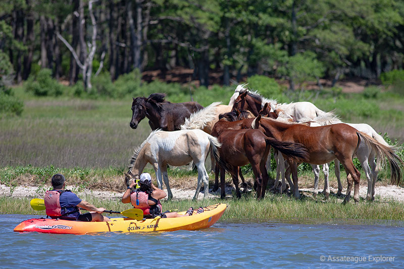 Kayaking along Assateague where wild ponies live