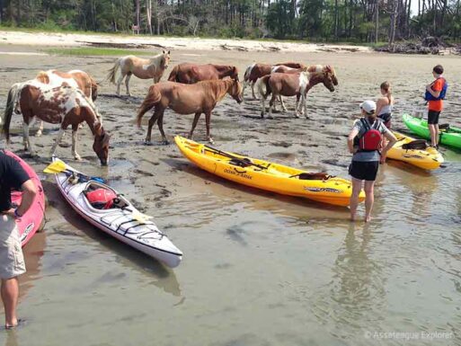 Assateague Explorer kayakers encounter wild ponies on Assateague Beach
