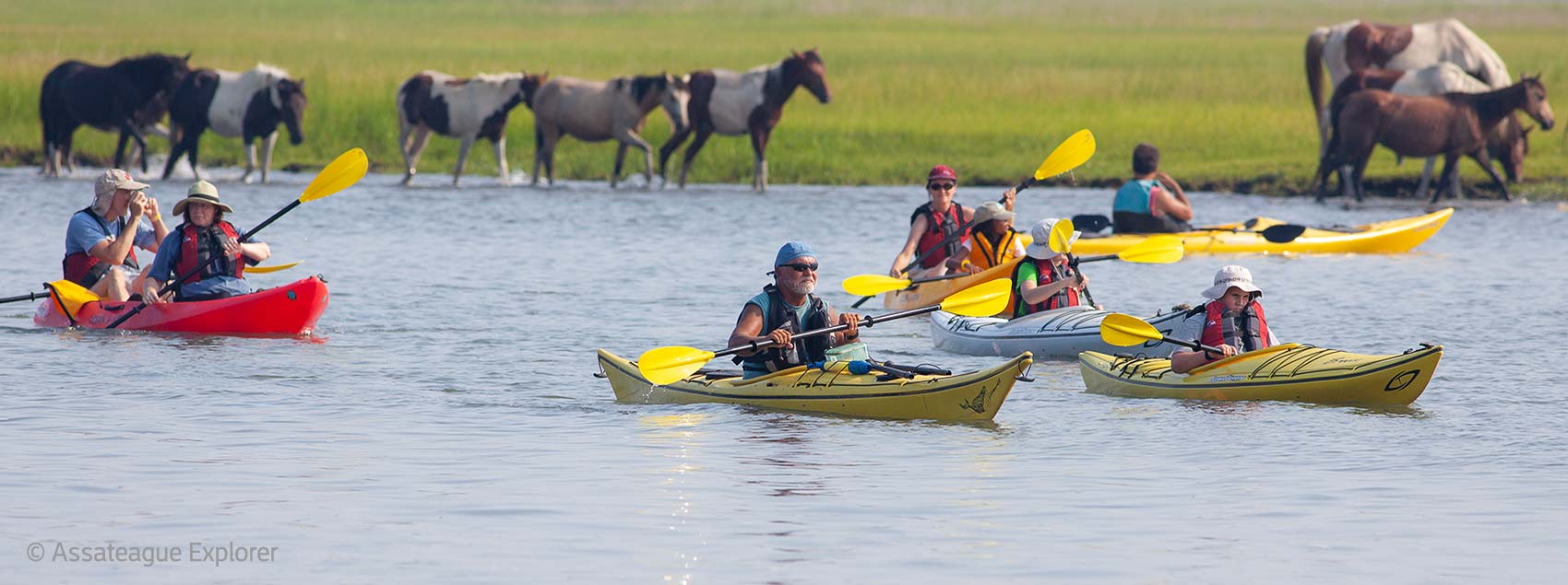 Kayak tour to see wild ponies along Assateague Island