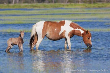 Assateague mare and foal in the water