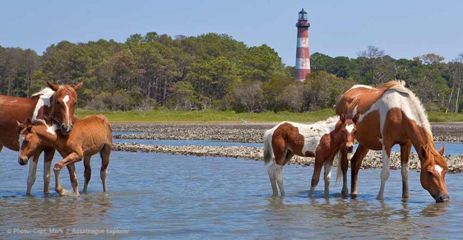 Assateague ponies in front of the Assateague Lighthouse