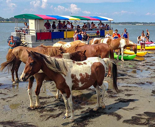See wild ponies by boat or kayak
