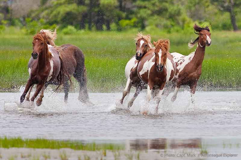 Assateague ponies running in the creek