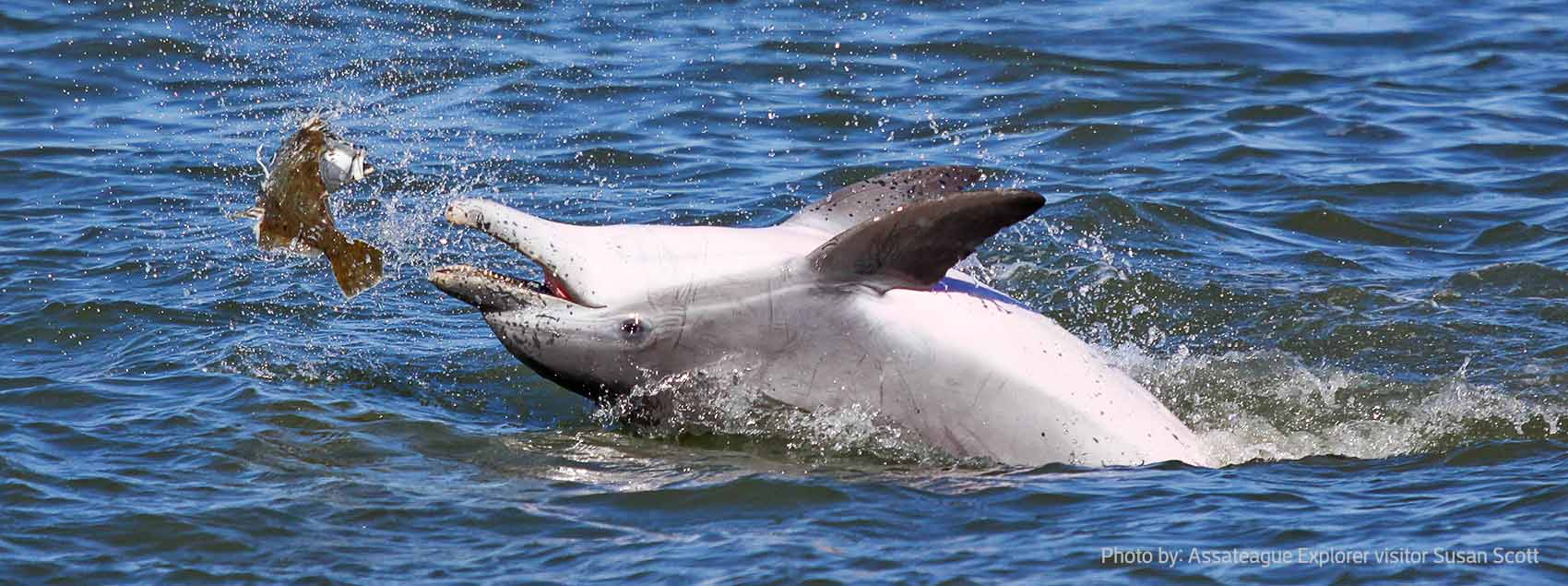 Dolphin watching boat tour in Virginia