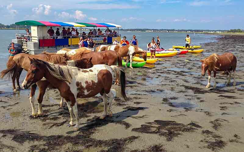 Save 10% off
Visit Assateague and see the best areas for pony watching, bird watching and dolphin watching with Assateague Explorer. Join the scenic cruise or kayaking adventure to discover a hidden treasure perfect for your family.