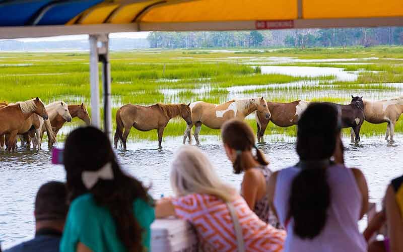9:30am • 12:30pm • 2:30pm
Experience pristine places only accessible by boat along Assateague where wild ponies live and wildlife roams free. The fully narrated Assateague cruise takes you to explore the best areas. 