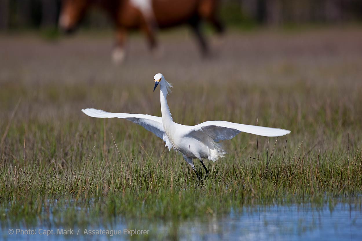 Great egret - Birding at Assateague
