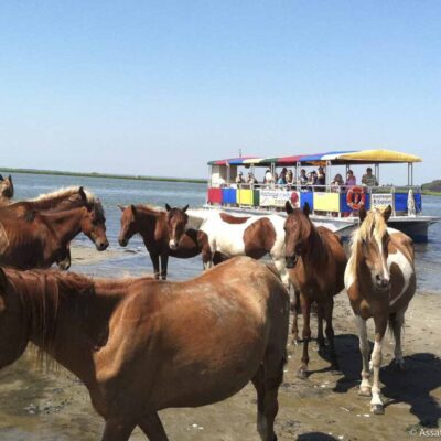 See wild ponies by boat or kayak