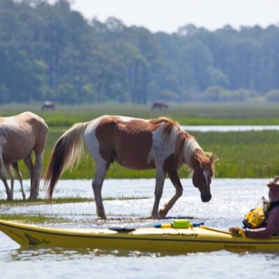 Assateague Explorer Chincoteague to Assateague boat and kayak tours