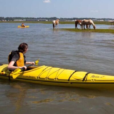 Assateague Tour from Chincoteague by Assateague Explorer