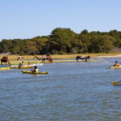 Wild Pony Kayak Tour Chincoteague