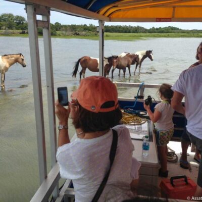 Assateague Explorer nature tour