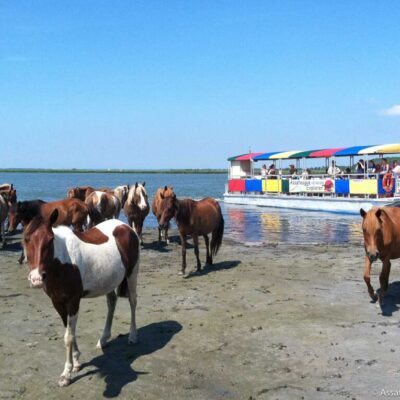 Pony Tour Assateague