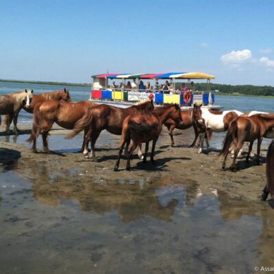 Assateague Explorer kayak nature tour Chincoteague