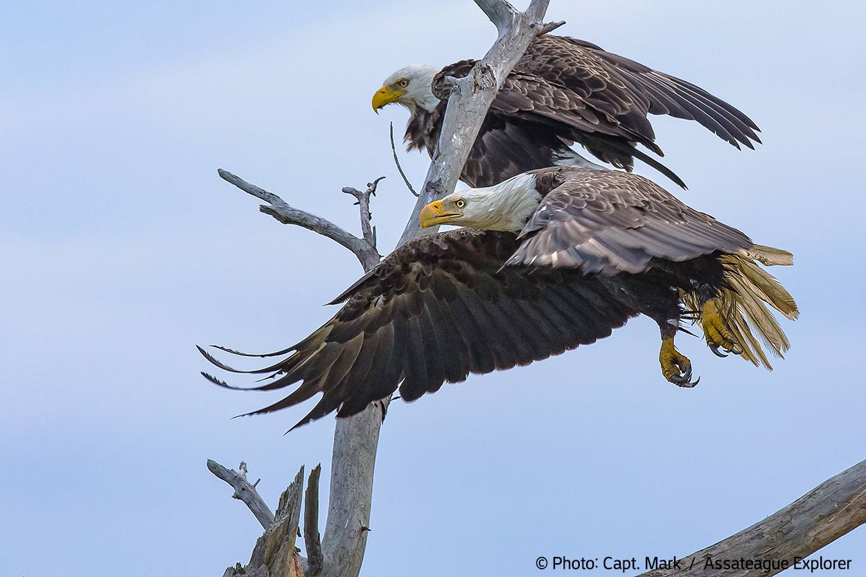 Bald eagles - Birding at Assateague