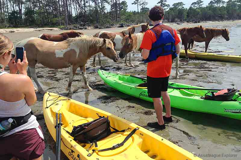 Assateague Kayak Tour to see wild ponies