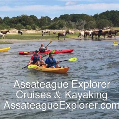 Assateague Explorer kayak wild horse tour