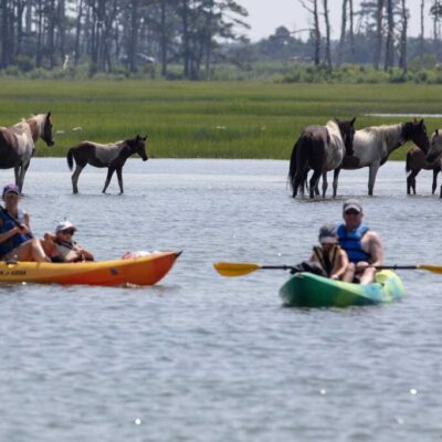 Assateague Explorer kayak wild horse tour