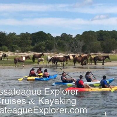 Assateague Explorer kayak wild pony tour