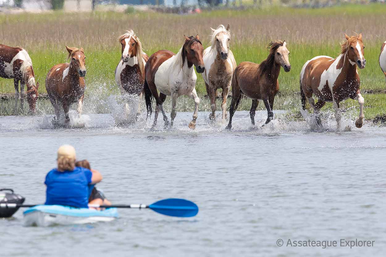 Chincoteague kayak tour to see return pony swim