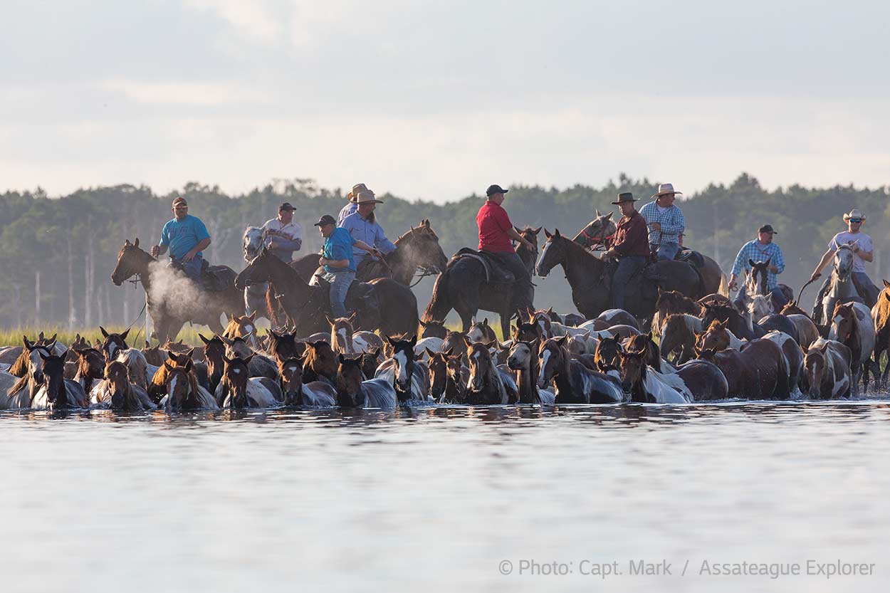 Saltwater Cowboys drive Chincoteague wile ponies into the water