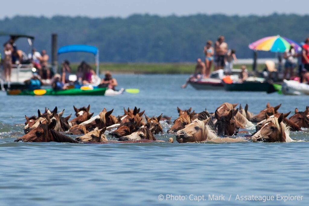 Assateague Explorer Pony Swim Tour. Get your best seats.