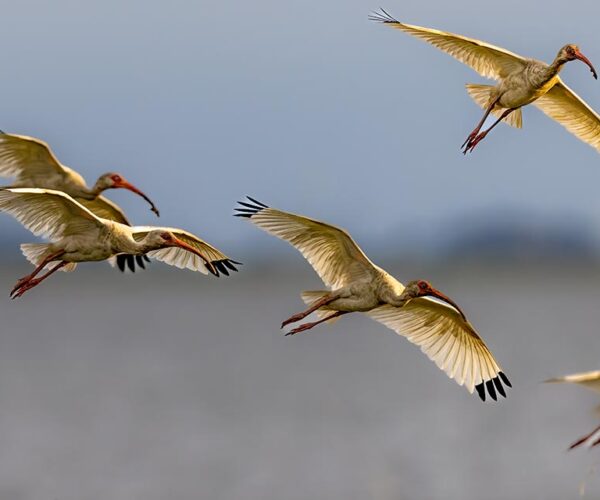 chincoteague birds ibis