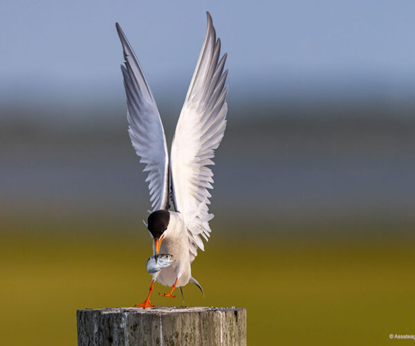 chincoteague bird tern