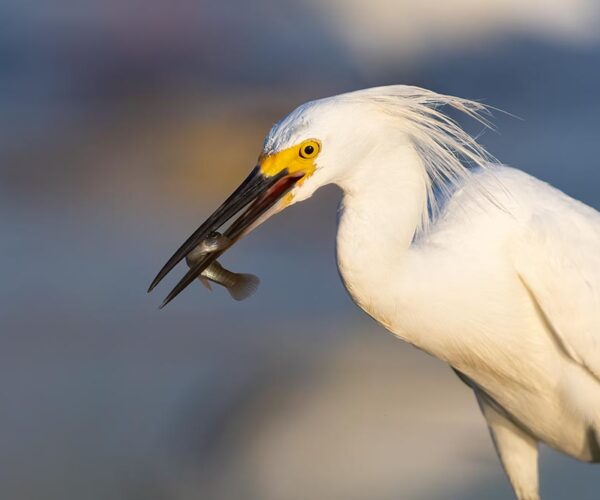chincoteague bird egret
