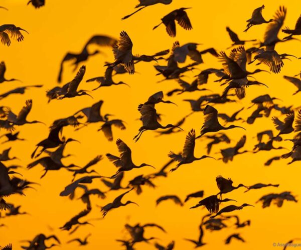 chincoteague birds ibis