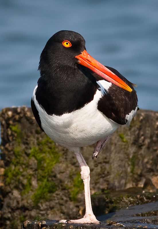 chincoteague birding tour