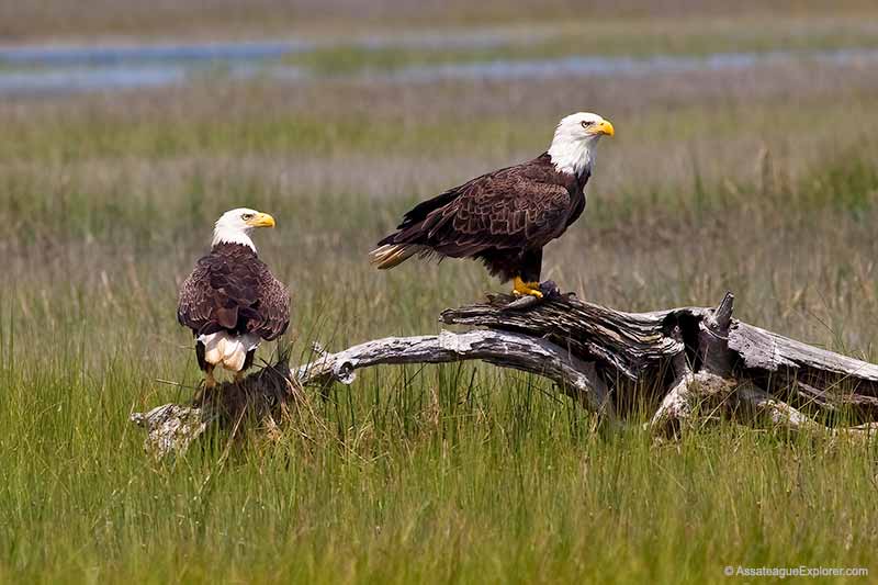 Chincoteague Island birding tour