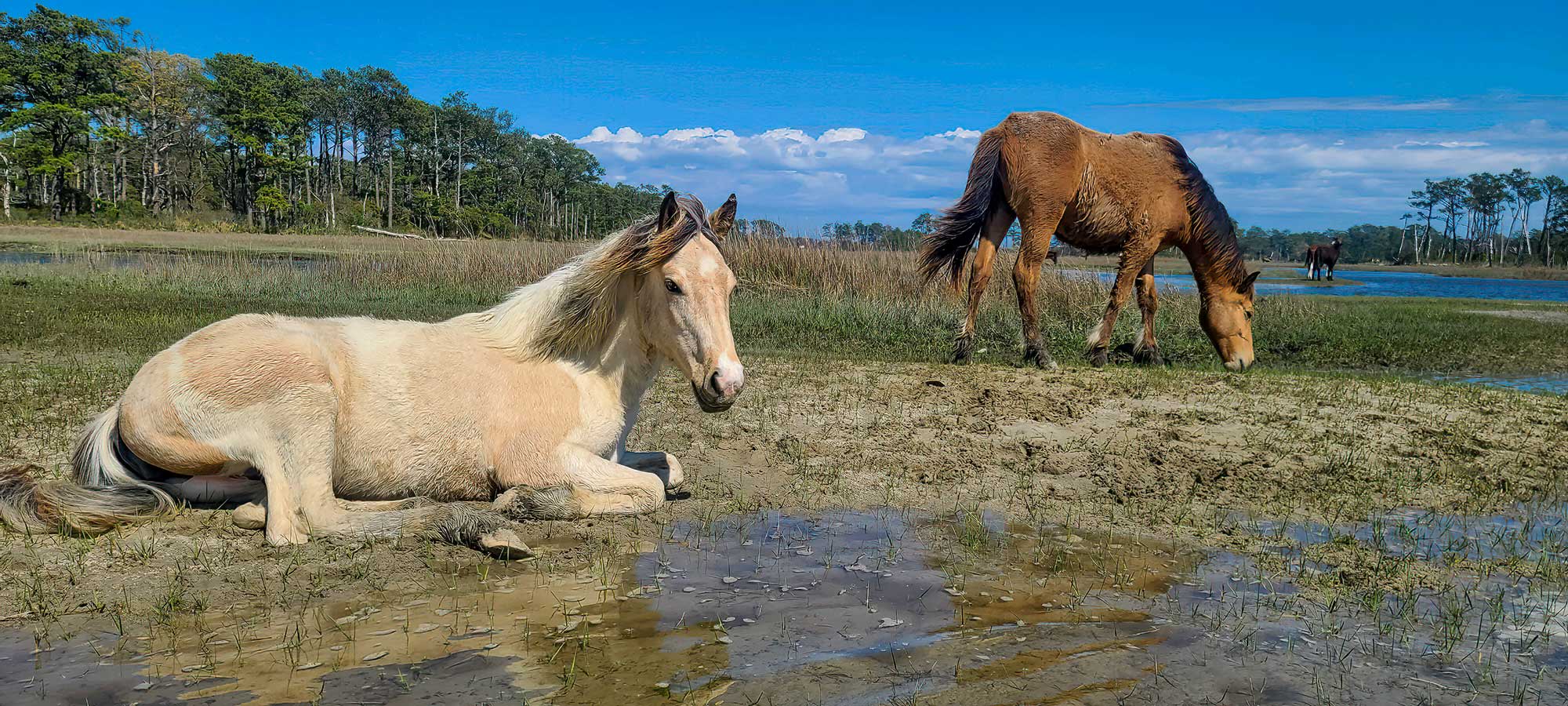 assateague wild ponies