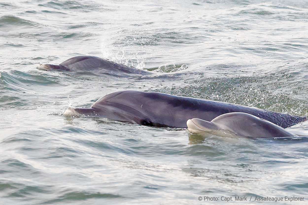 dolphins near chincoteague & assateague island, virginia