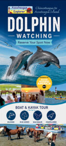 dolphin watching cruise from chincoteague island, virginia