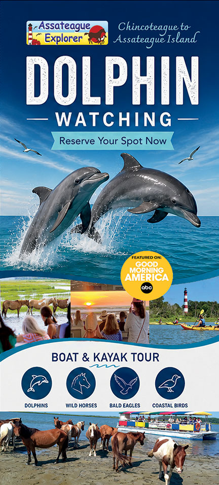 dolphin watching cruise from chincoteague island, virginia
